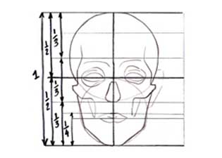 proporciones, rostro