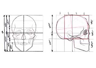 draw human skull