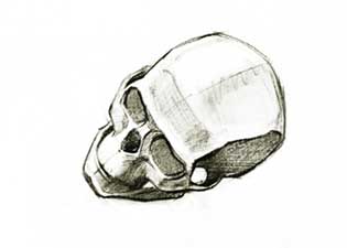 Эскиз человеческого черепа