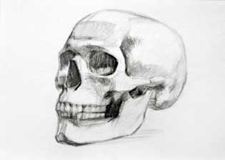Human skull sketch